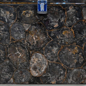 petrified wood black white circular