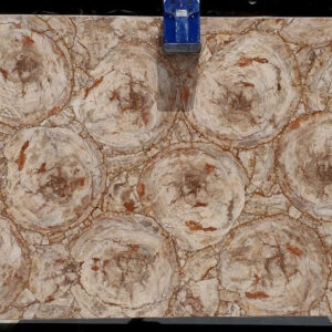 petrified wood cremo circular